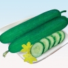Dưa Leo - GREEN 79