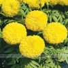 Hoa Vạn Thọ - JENNY 18