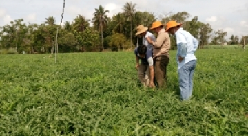 Phương pháp sản xuất rau ăn lá an toàn chất lượng cao